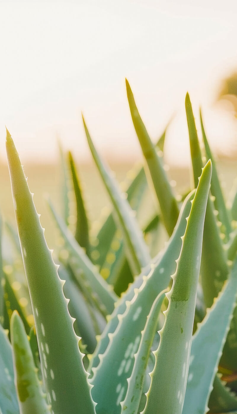 Aloe Vera statt Wasser: Unsere Rezeptur-Philosophie erklärt