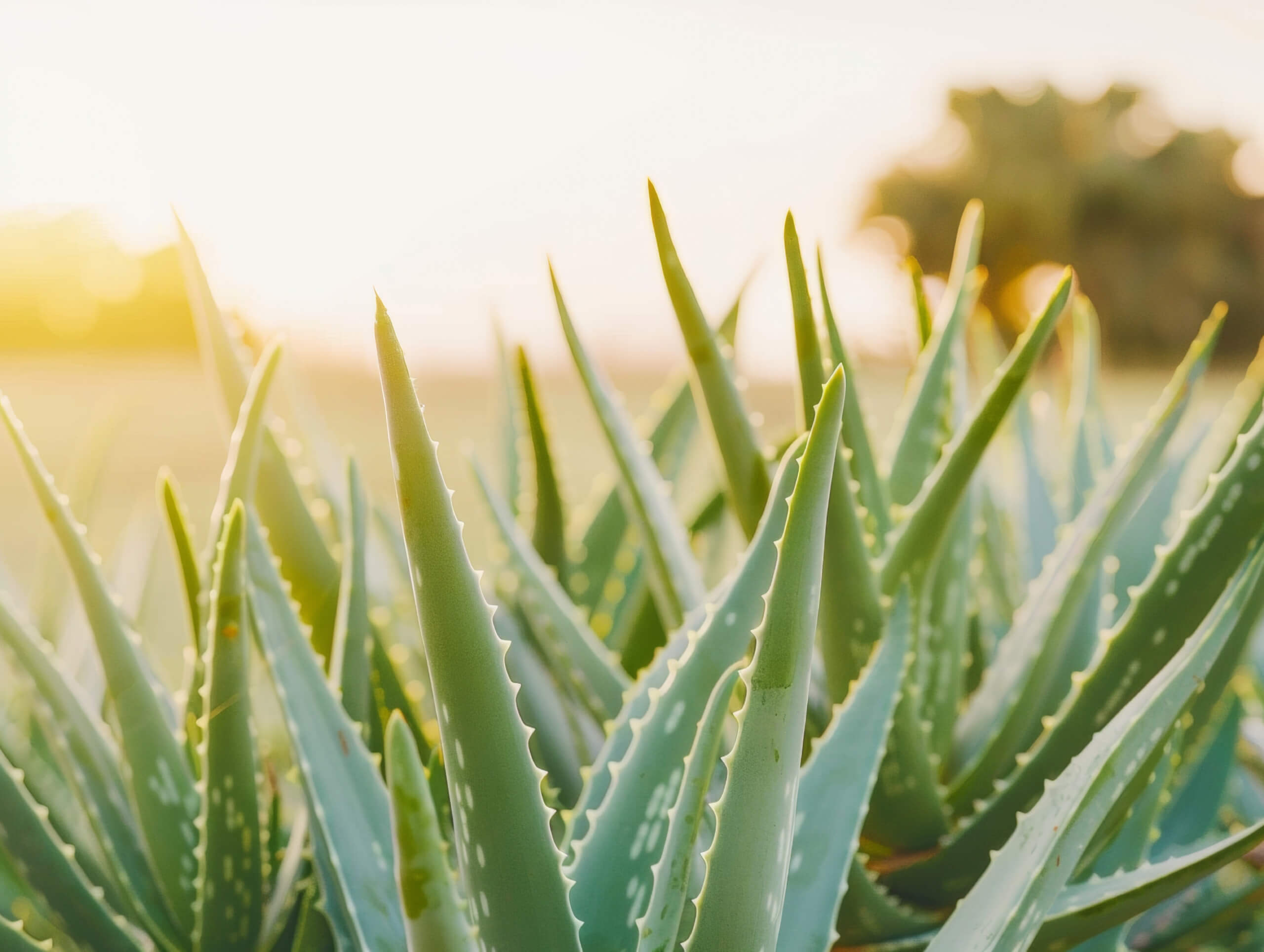 Bio Aloe Vera statt Wasser: Pflege beginnt bei der Basis