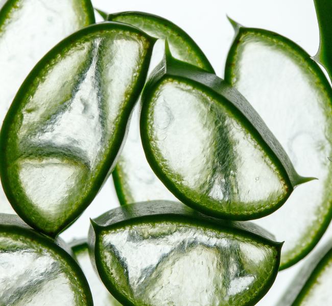 Nahaufnahme frischer Aloe-Vera-Blattschnitte mit transparentem Blattgel