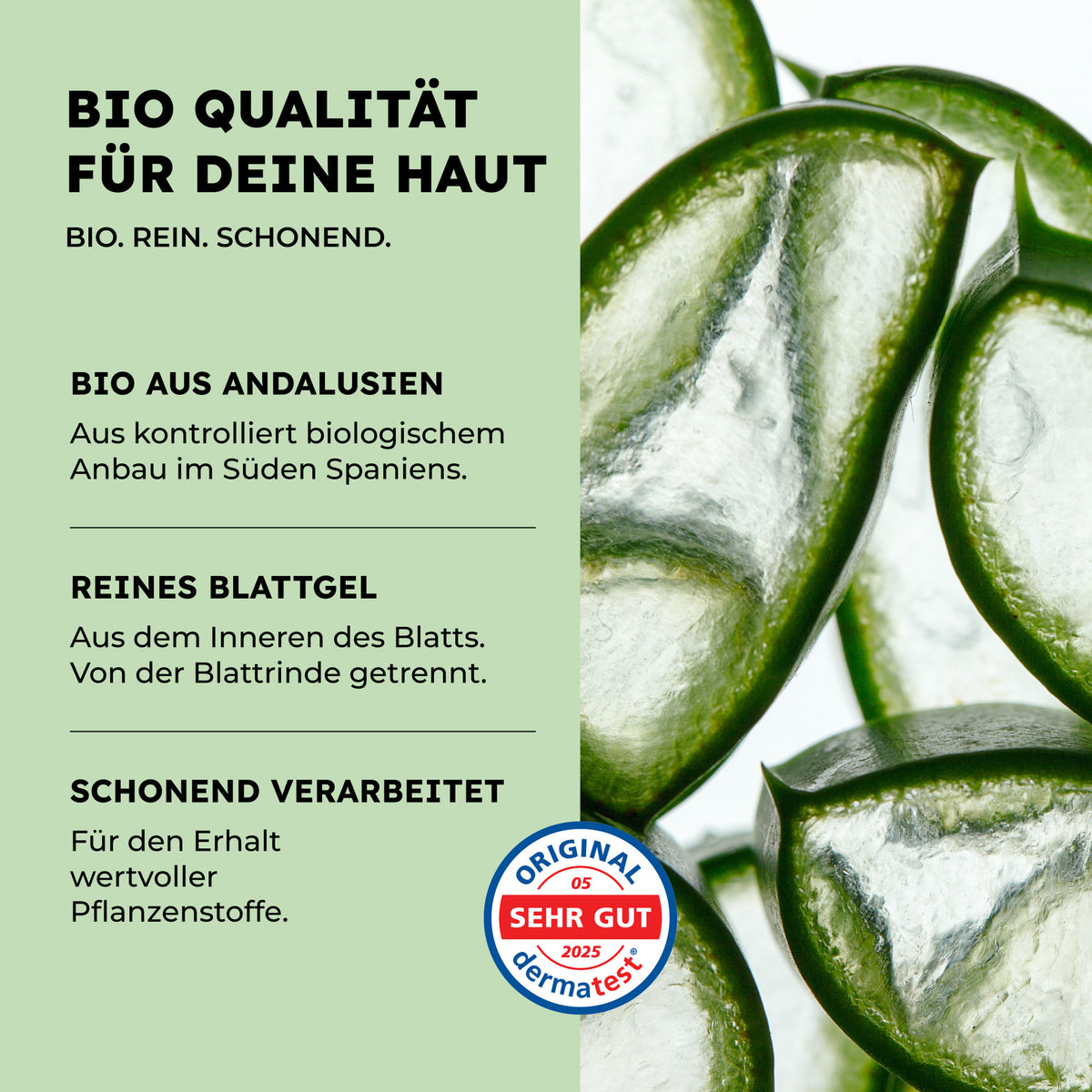 Infografik zu Bio-Aloe aus Andalusien mit aufgeschnittenen Aloe-Blättern