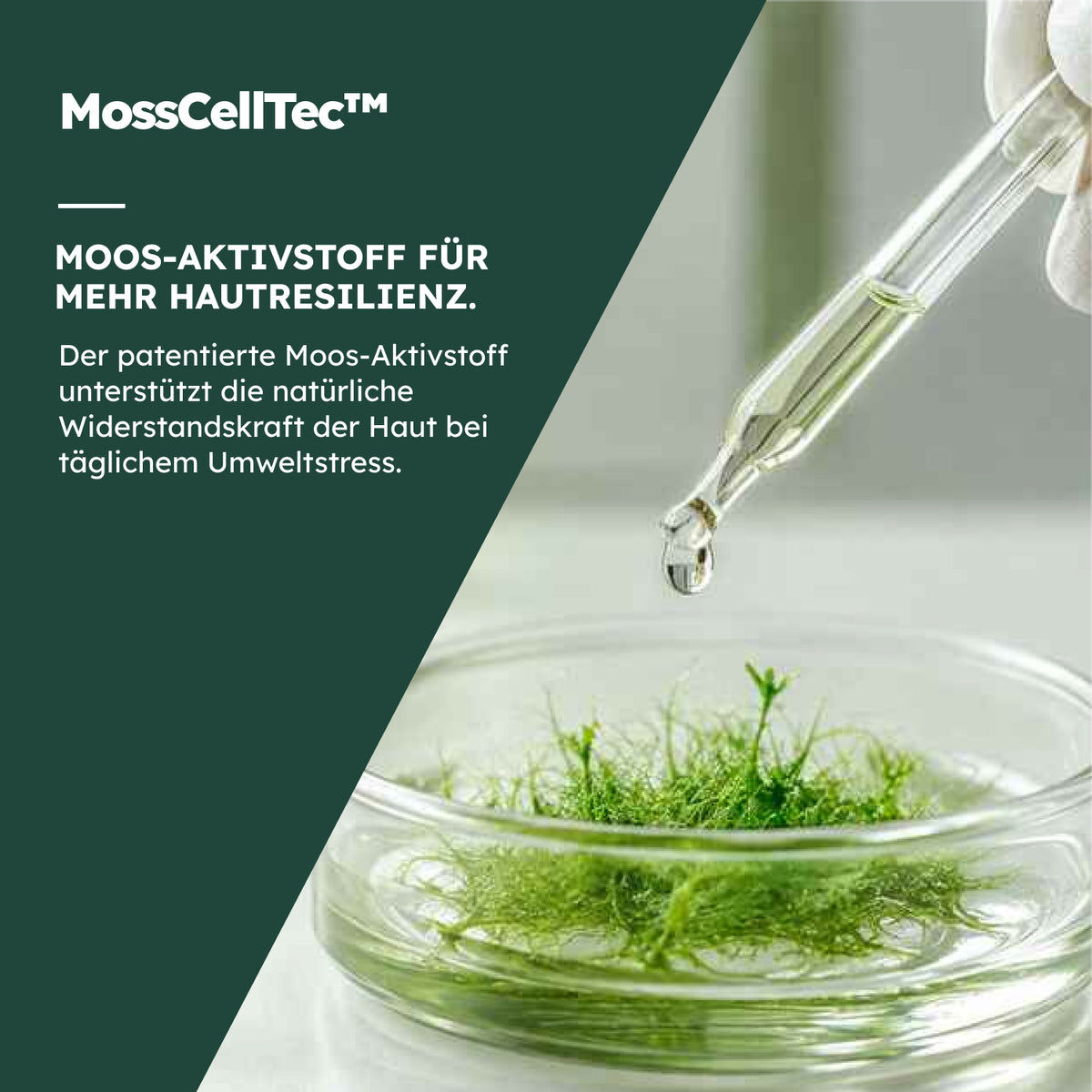 Moos in einer Petrischale und Pipette mit Informationen zum Moos-Wirkstoff MossCellTec